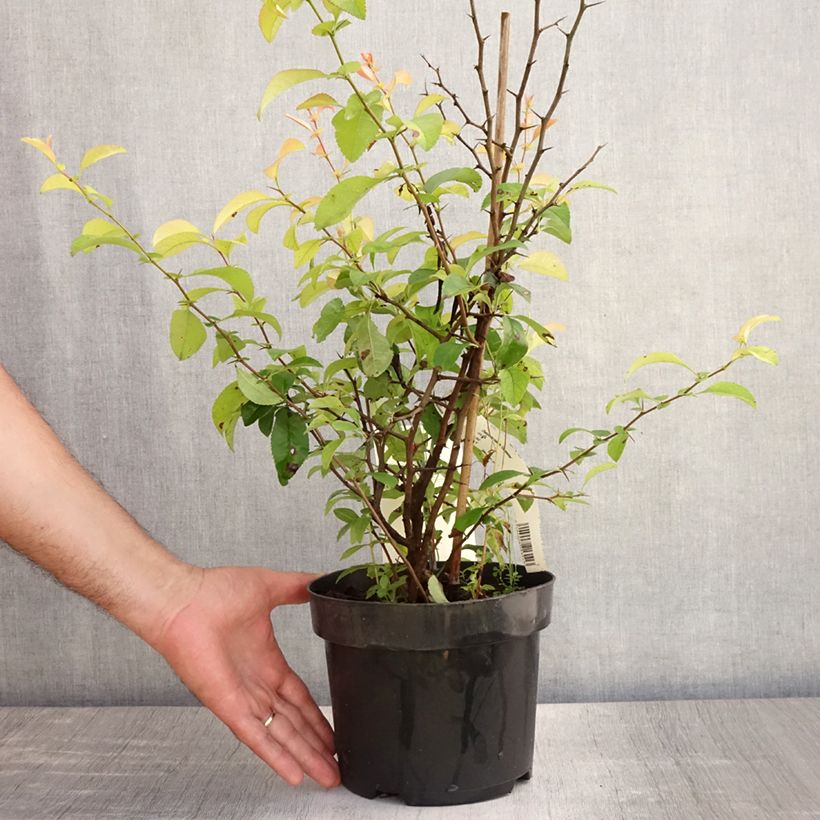 Exemplar von Zierquitte Clementine - Chaenomeles superba Topf mit 3L/4L wie im Sommer geliefert