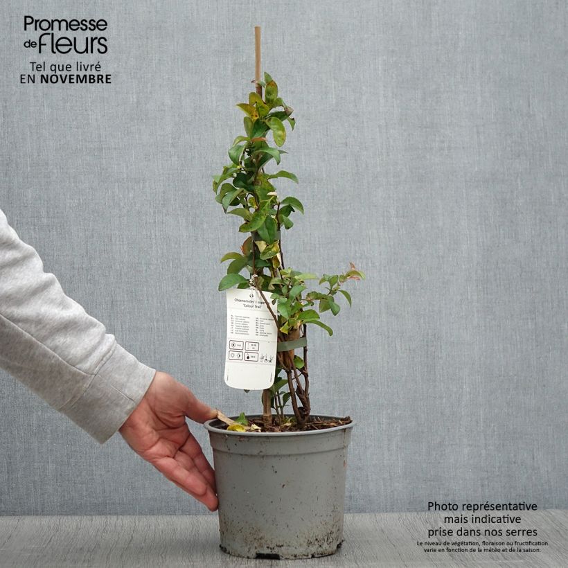 Exemplar von Zierquitte Colour Trail - Chaenomeles superba Topf mit 3L/4L wie im Herbst geliefert