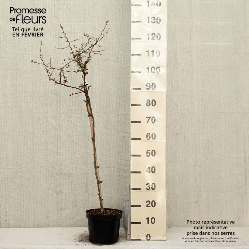Exemplar von Zierquitte Crimson and Gold - Chaenomeles superba Topf mit 4L/5L wie im Winter geliefert
