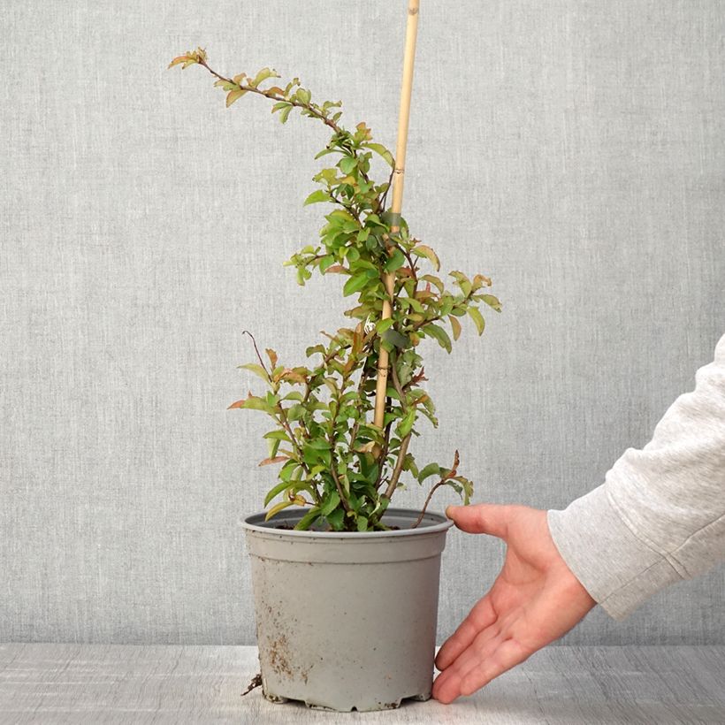 Exemplar von Zierquitte Crimson and Gold - Chaenomeles superba Topf mit 4L/5L wie im Frühjahr geliefert