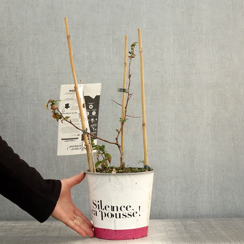 Exemplar von Japanische Zierquitte Eximia - Chaenomeles Topf mit 4L/5L wie im Herbst geliefert