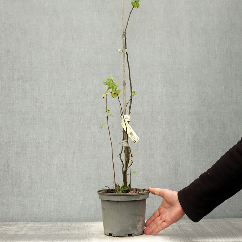 Exemplar von Zierquitte Falconnet Charlet - Chaenomeles speciosa Topf mit 2L/3L wie im Herbst geliefert