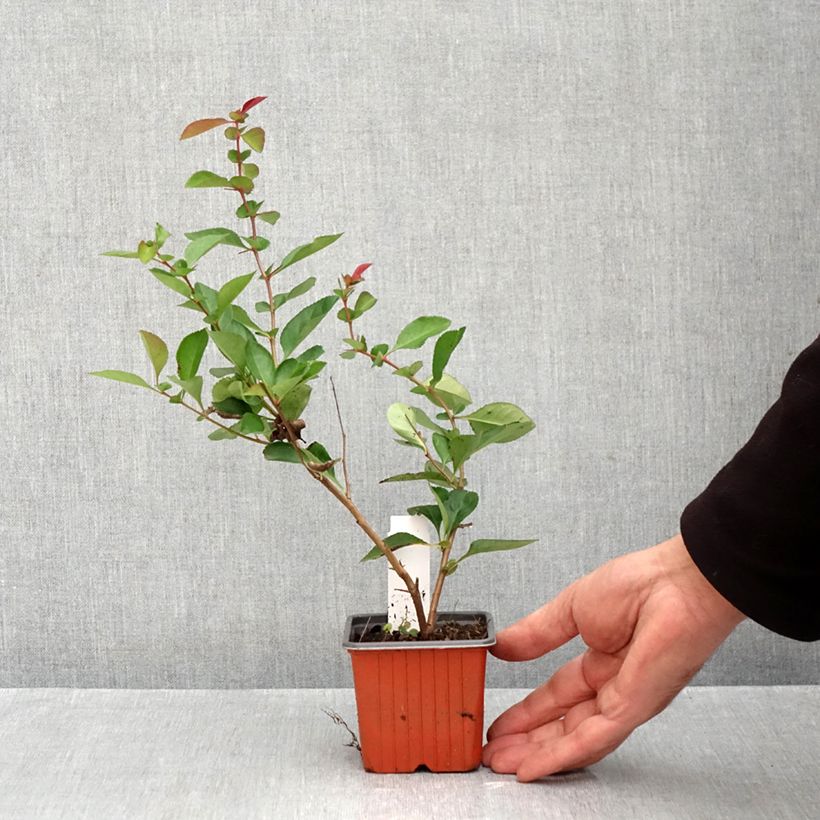 Exemplar von Zierquitte Fire dance - Chaenomeles speciosa Kleine Töpfe von 8/9 cm wie im Herbst geliefert