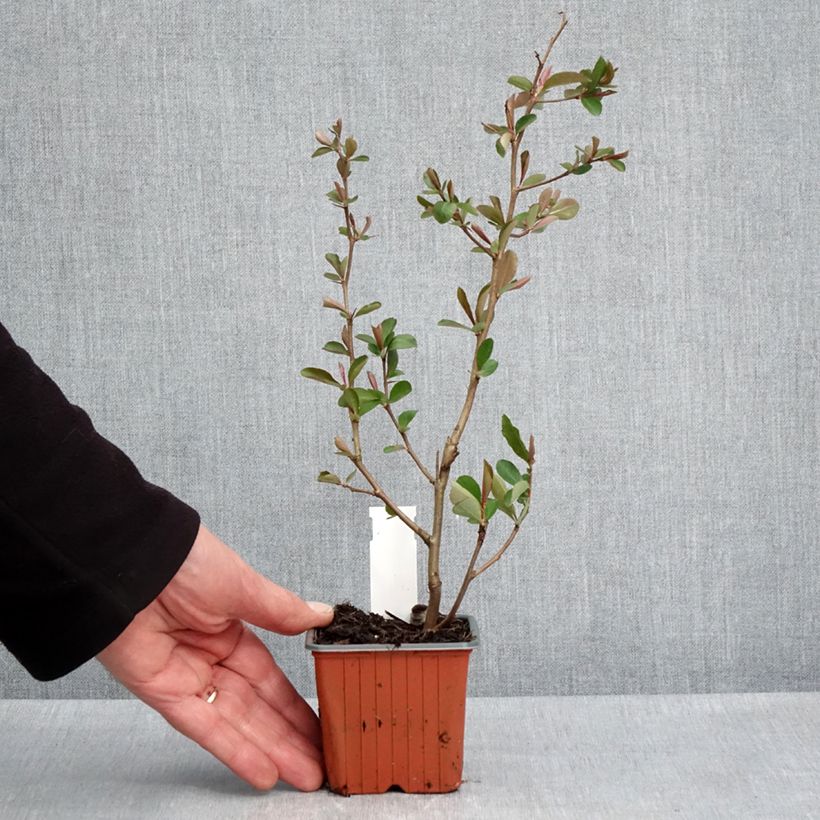 Exemplar von Zierquitte Fire dance - Chaenomeles speciosa Kleine Töpfe von 8/9 cm wie im Frühjahr geliefert