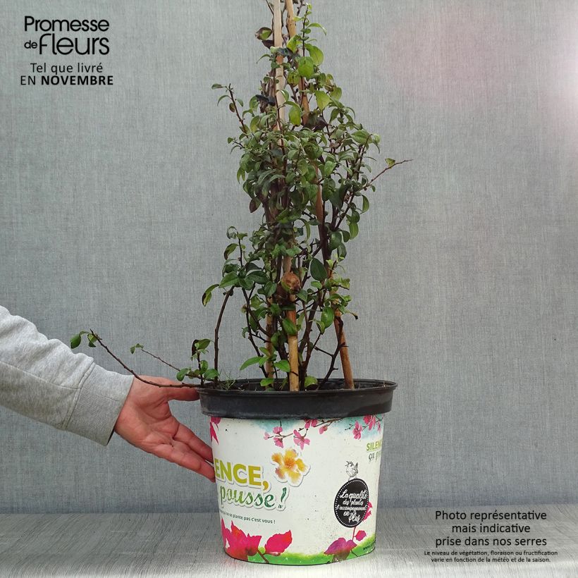 Exemplar von Zierquitte Friesdorfer - Chaenomeles speciosa Topf mit 7,5L/10L wie im Herbst geliefert