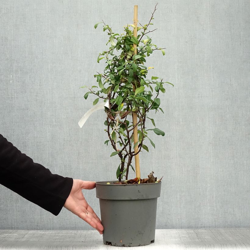 Exemplar von Zierquitte Hot Fire - Chaenomeles speciosa Topf mit 4L/5L wie im Herbst geliefert