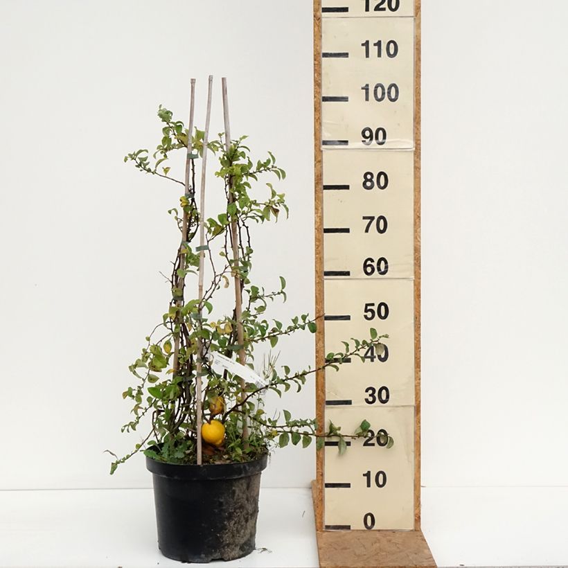 Exemplar von Zierquitte Jet Trail - Chaenomeles superba Topf mit 7,5L/10L wie im Herbst geliefert