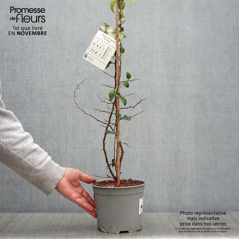 Exemplar von Zierquitte Kinshiden - Chaenomeles speciosa Topf mit 3L/4L wie im Herbst geliefert