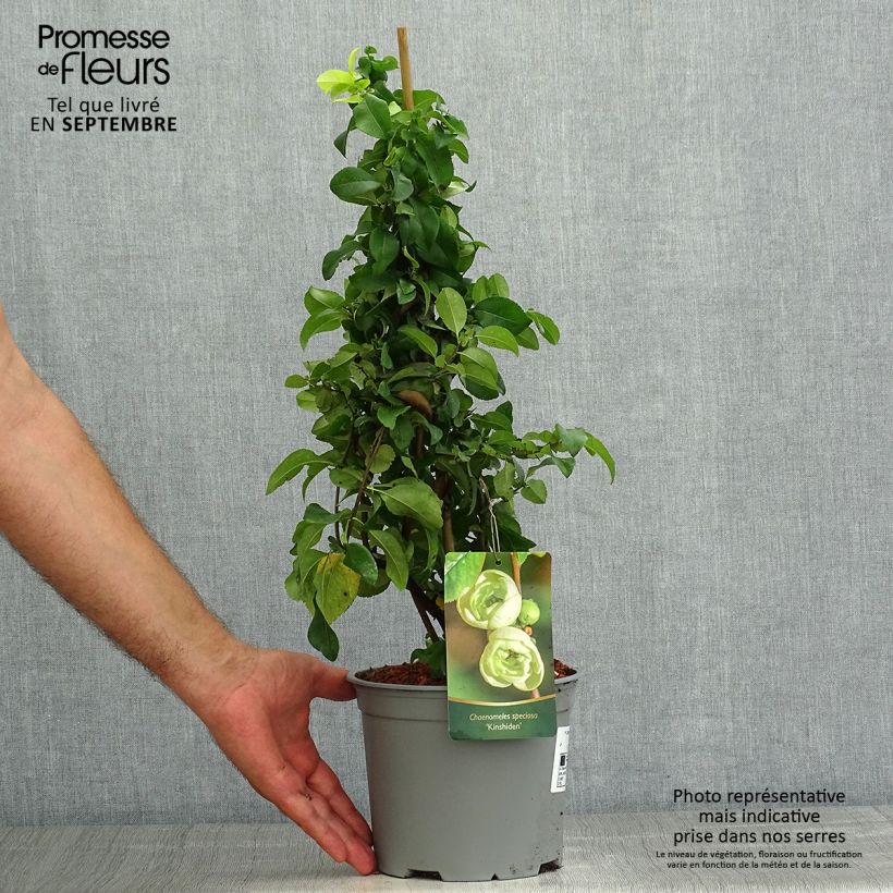 Exemplar von Zierquitte Kinshiden - Chaenomeles speciosa Topf mit 3L/4L wie im Sommer geliefert
