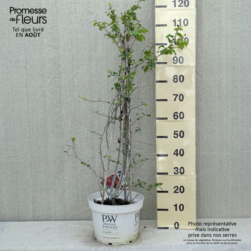 Exemplar von Zierquitte Orange Storm - Chaenomeles speciosa Topf mit 7,5L/10L wie im Sommer geliefert
