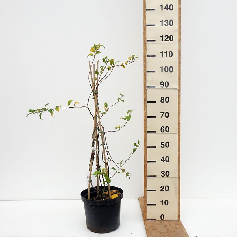 Exemplar von Zierquitte Pink Lady - Chaenomeles superba Topf mit 7,5L/10L wie im Herbst geliefert