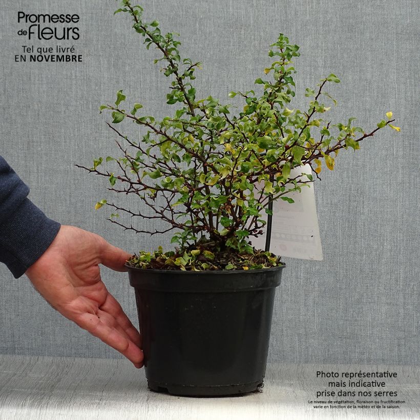 Exemplar von Zierquitte Red Joy - Chaenomeles superba Topf mit 2L/3L wie im Herbst geliefert