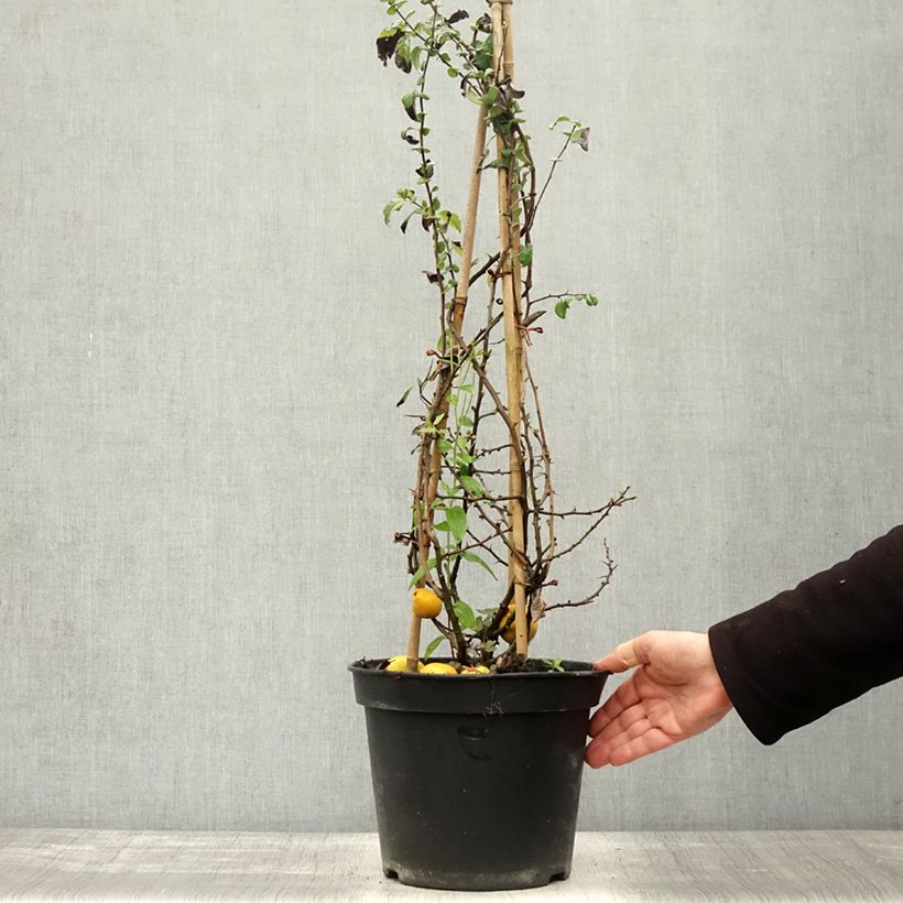 Exemplar von Zierquitte Rubra - Chaenomeles speciosa Topf mit 7,5L/10L wie im Herbst geliefert