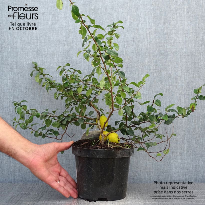 Exemplar von Japanische Zierquitte Sargentii - Chaenomeles japonica Topf mit 3L/4L wie im Herbst geliefert