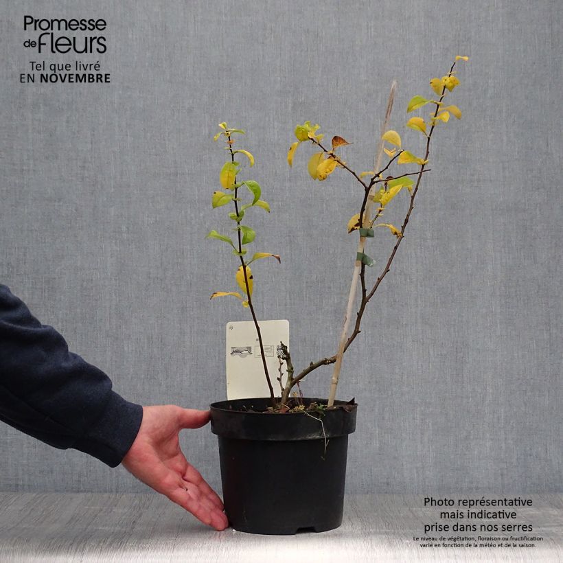 Exemplar von Zierquitte Yukigoten - Chaenomeles speciosa Topf mit 3L/4L wie im Herbst geliefert