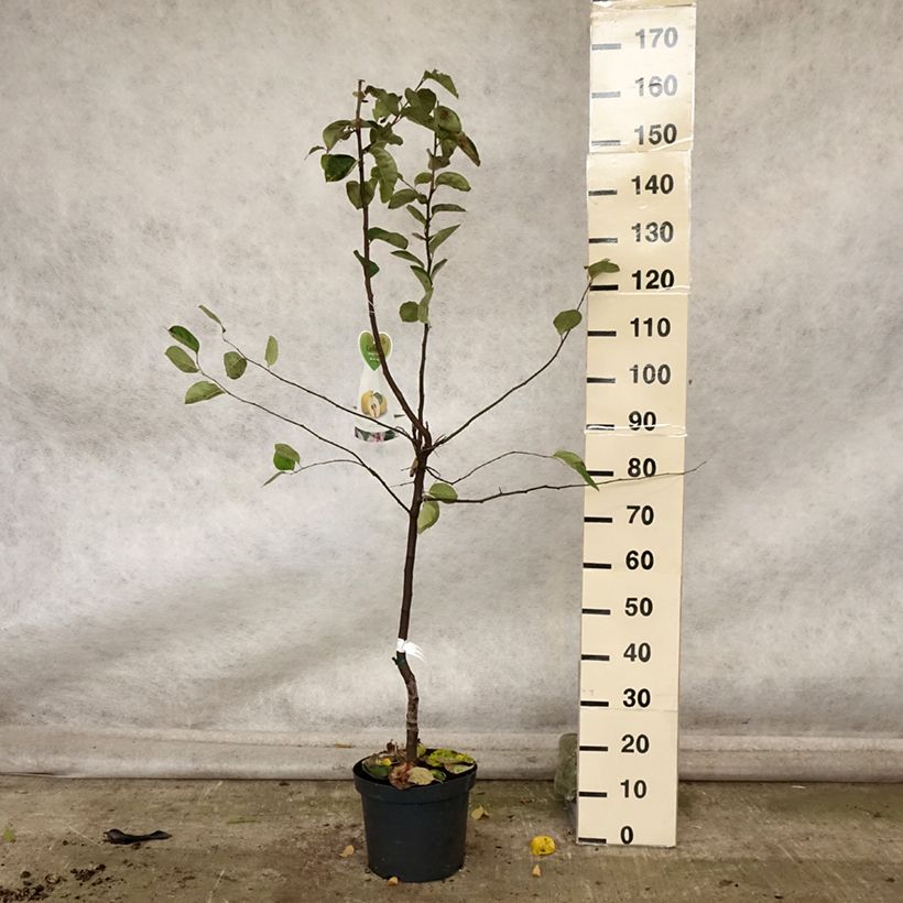 Exemplar von Quitte Monstrueux de Vranja - Cydonia oblonga Topf mit 7,5L/10L, Gobelet-Form wie im Herbst geliefert