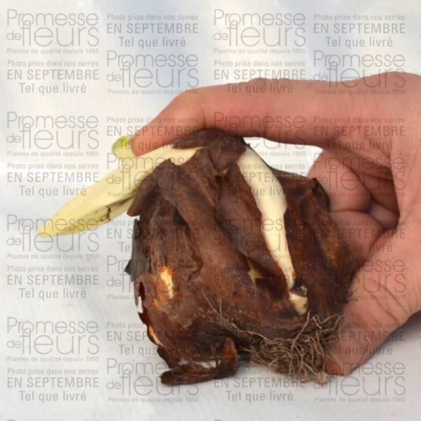 Beispiel eines Exemplars von Colchique speciosum atrorubens Bulbe calibre 18+ wie geliefert