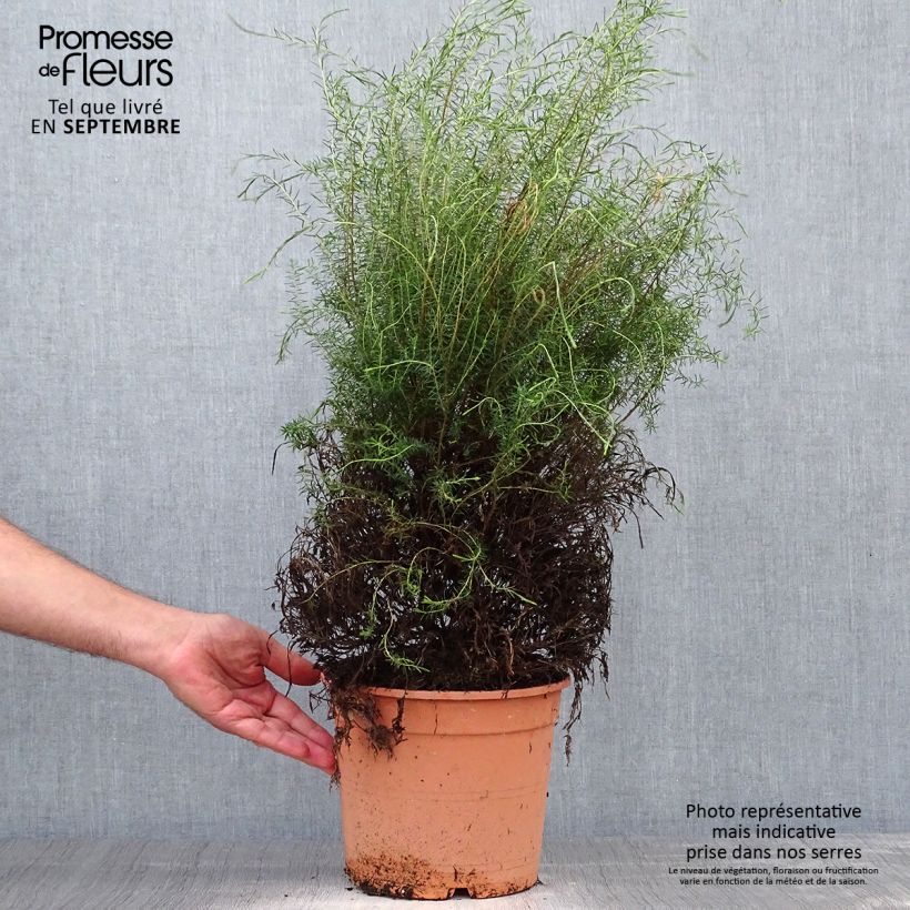Exemplar von Coleonema pulchrum - Coleonema Topf mit 4L/5L wie im Herbst geliefert