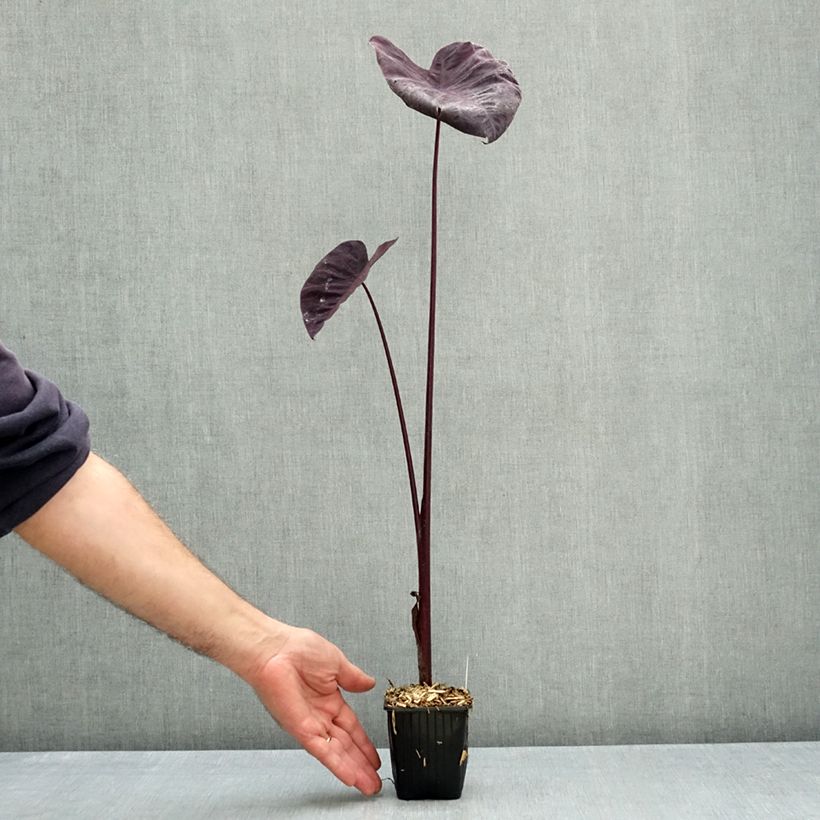 Exemplar von Colocasia Black magic - Taro Kleine Töpfe von 8/9 cm wie im Herbst geliefert