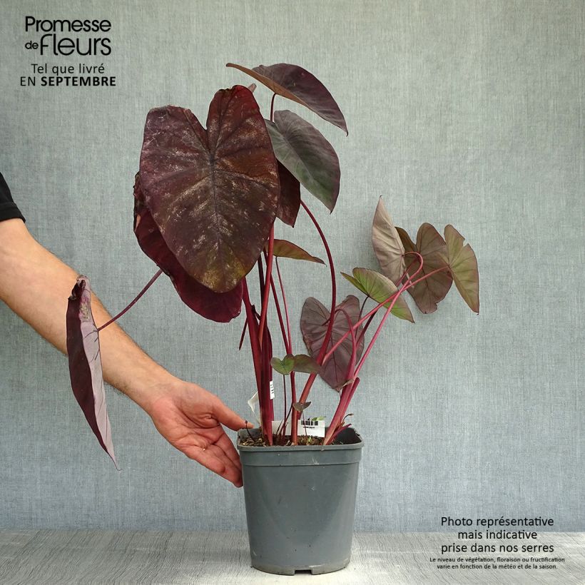Exemplar von Colocasia Black magic - Taro Topf mit 4L/5L wie im Herbst geliefert