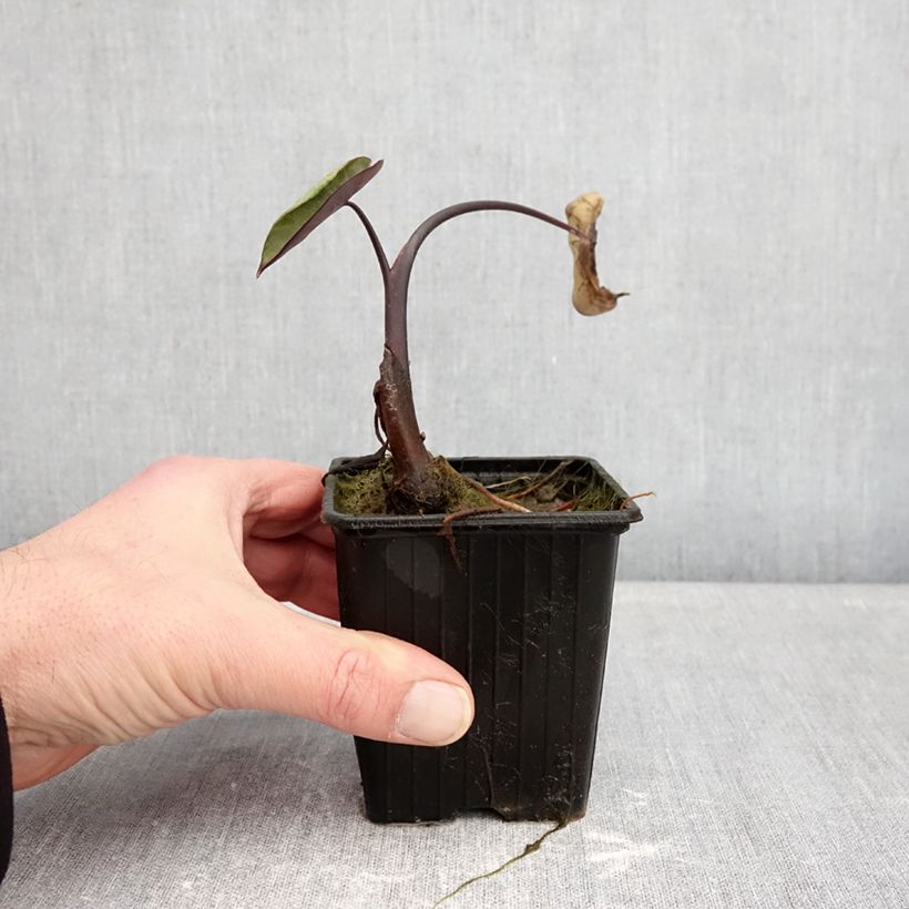 Exemplar von Colocasia esculenta Fontanesii - Taro Kleine Töpfe von 8/9 cm wie im Winter geliefert