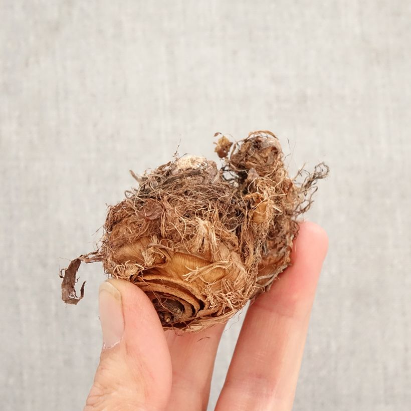 Exemplar von Colocasia esculenta Illustris - Taro Zwiebel wie im Frühjahr geliefert