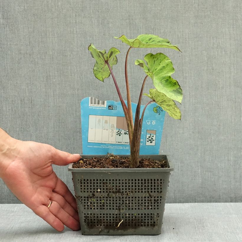Exemplar von Colocasia esculenta Mojito - Taro Topf mit 4L/5L wie im Sommer geliefert