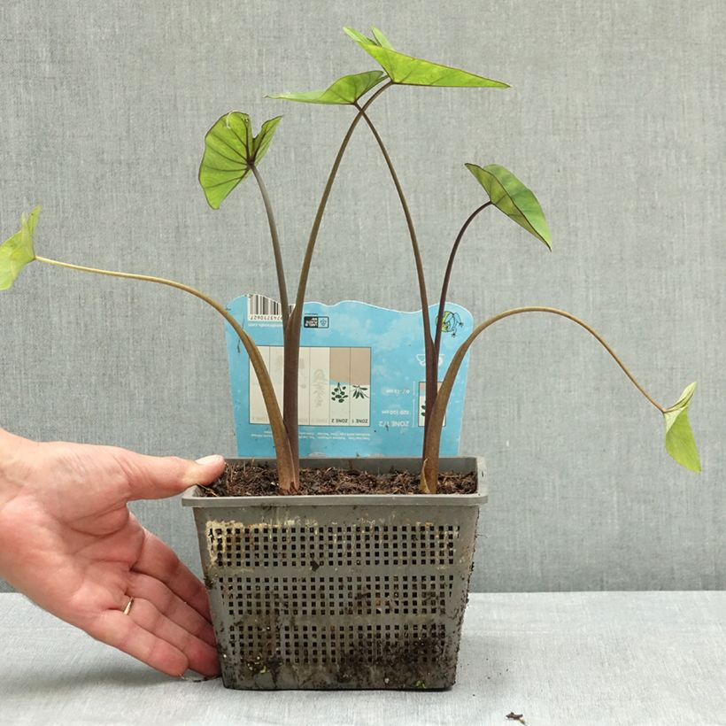 Exemplar von Colocasia esculenta Tea cup - Taro Topf mit 4L/5L wie im Sommer geliefert