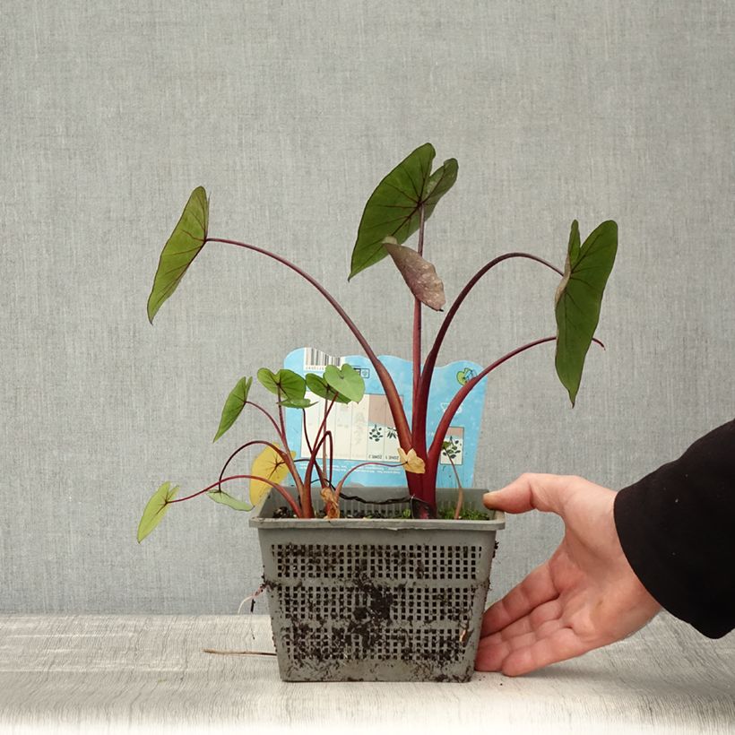 Exemplar von Colocasia Hawaiian Punch - Taro Topf mit 4L/5L Kaliber/Größe 18/20 wie im Herbst geliefert