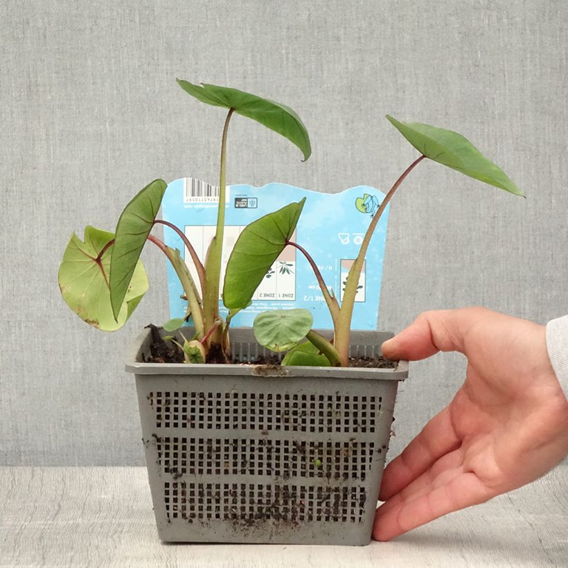 Exemplar von Colocasia Hawaiian Punch - Taro Topf mit 4L/5L Kaliber/Größe 18/20 wie im Sommer geliefert