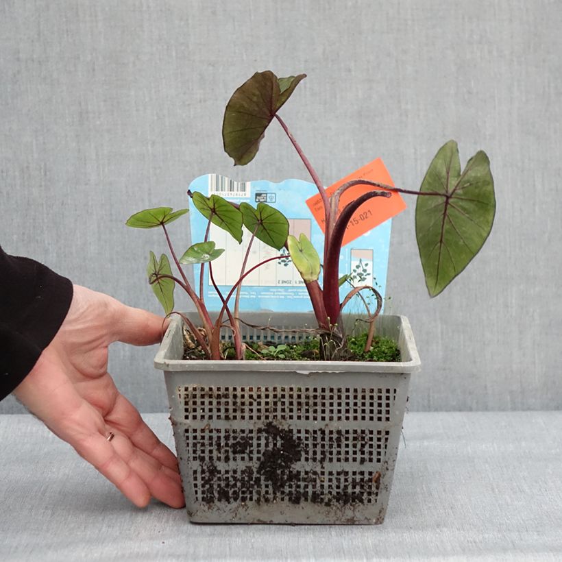 Exemplar von Colocasia Hawaiian Punch - Taro Topf mit 4L/5L Kaliber/Größe 18/20 wie im Winter geliefert