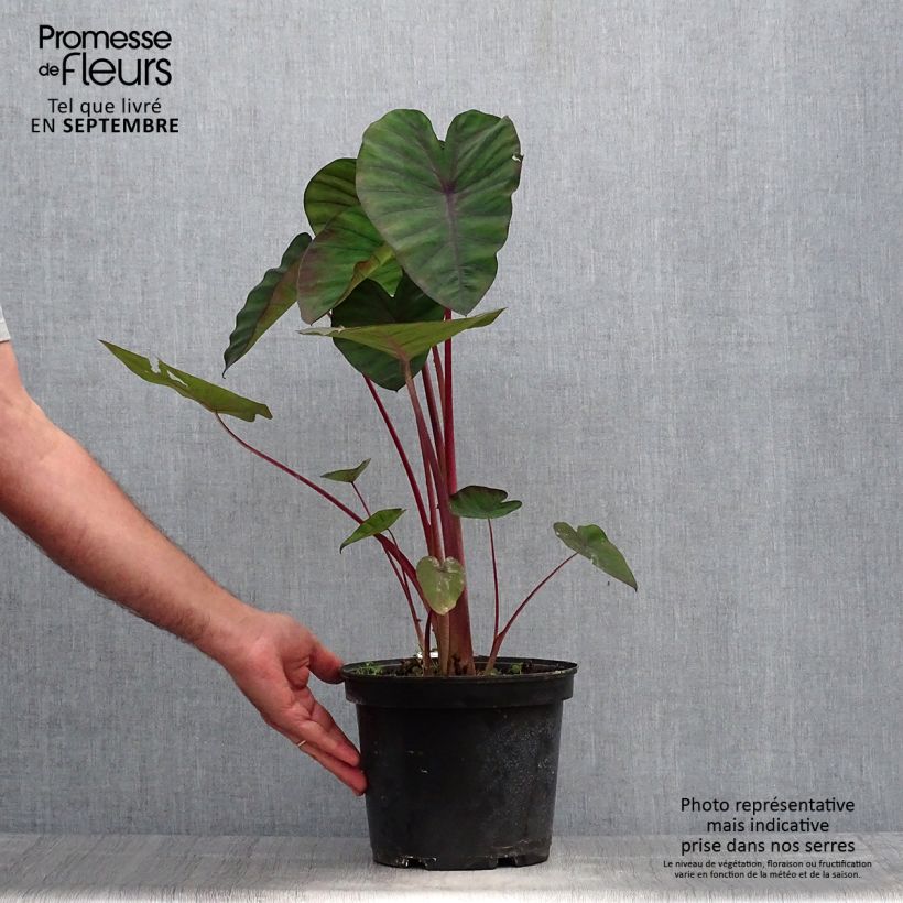 Exemplar von Colocasia Madeira - Taro Topf mit 3L/4L wie im Herbst geliefert
