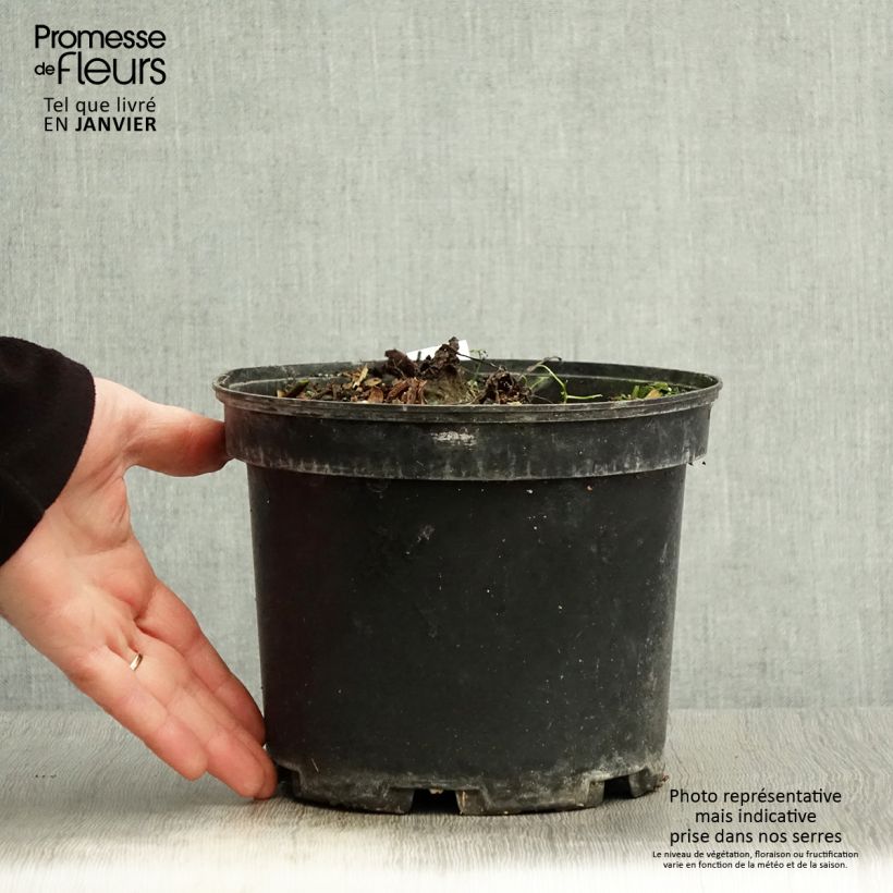 Exemplar von Colocasia Painted Black Gecko - Taro Topf mit 4L/5L wie im Winter geliefert