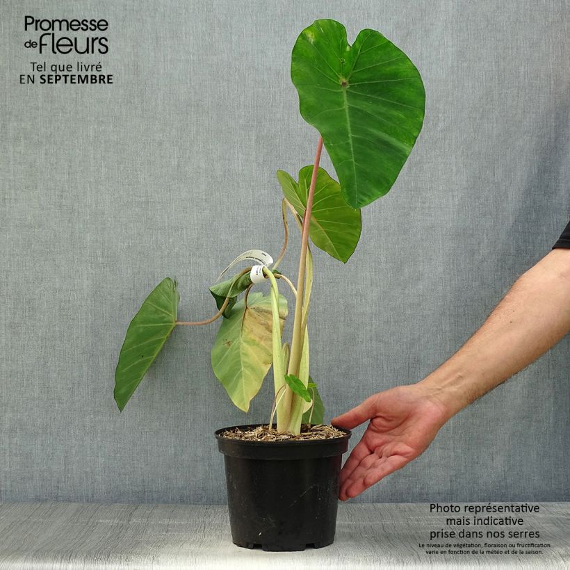 Exemplar von Colocasia Sangria - Taro Topf mit 3L/4L wie im Herbst geliefert