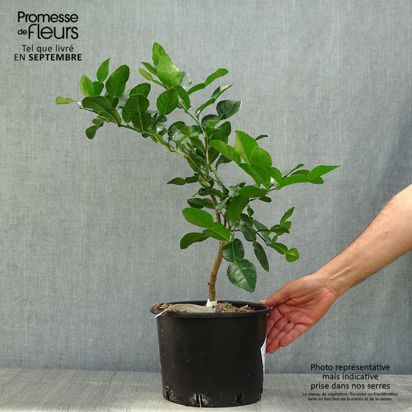 Exemplar von Kafir-Limette - Citrus hystrix Topf mit 4L/5L wie im Herbst geliefert