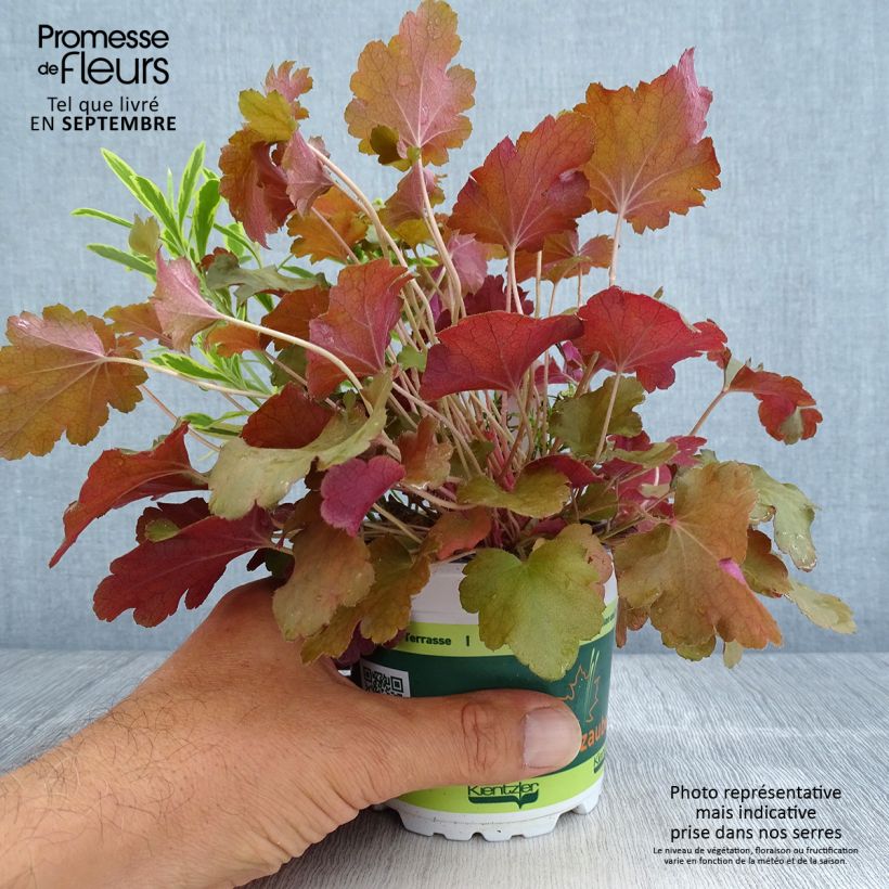 Exemplar von Zusammensetzung Hidden Treasure - eine Komposition aus 3 Pflanzen Topf 12 cm / 13 cm wie im Herbst geliefert