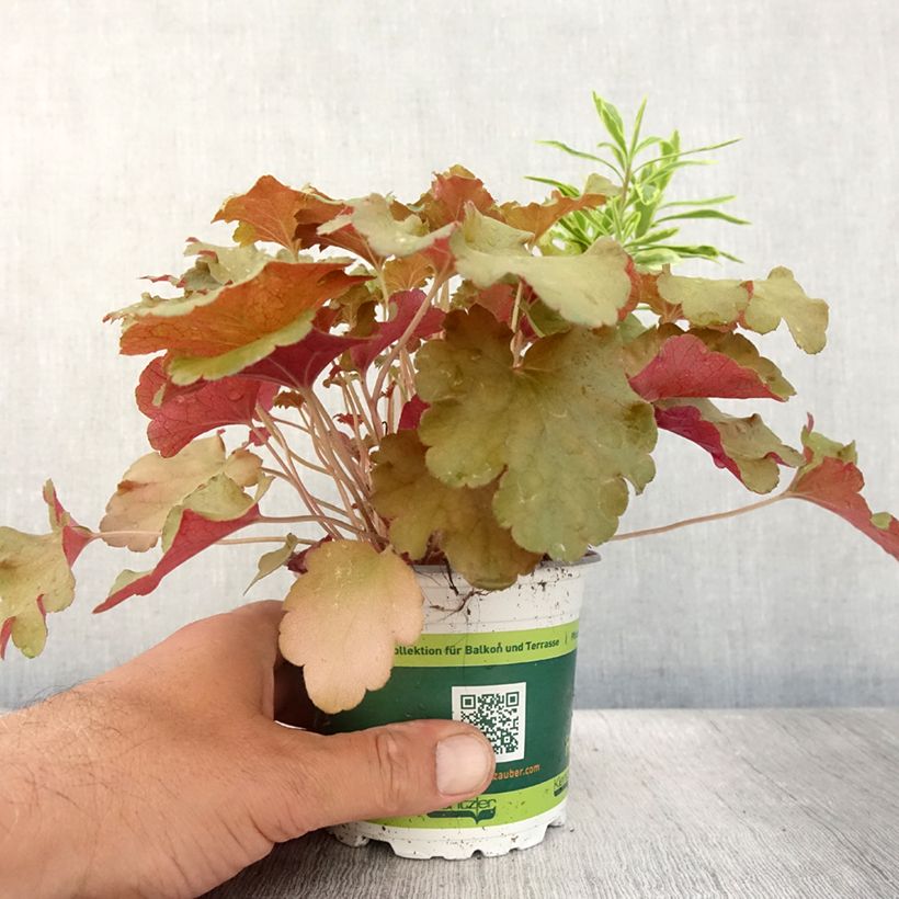 Exemplar von Zusammensetzung Hidden Treasure - eine Komposition aus 3 Pflanzen Topf 12 cm / 13 cm wie im Sommer geliefert