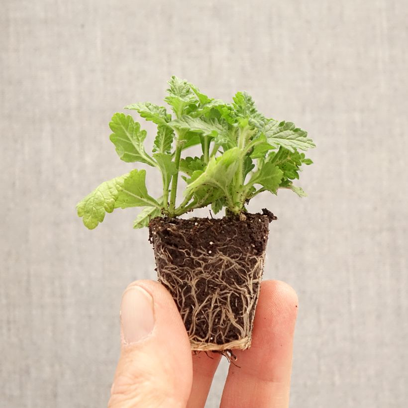 Exemplar von Zusammensetzung Verbene Firehouse Dutch Fire Mini-Plug Ø 3/4 cm wie im Frühjahr geliefert