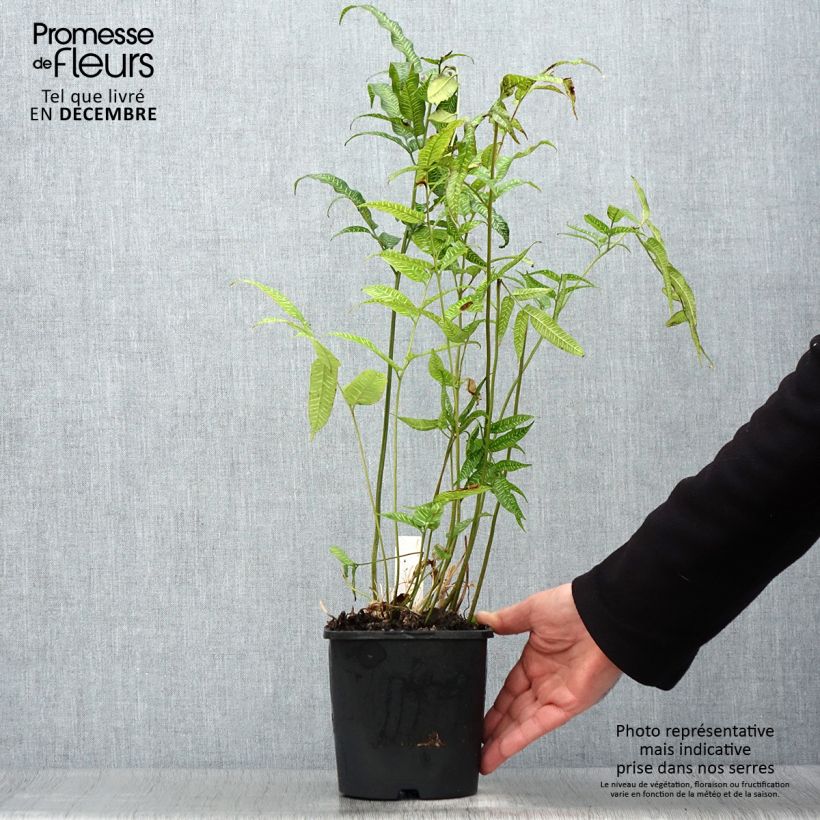 Exemplar von Coniogramme emeiensis - Goldener Zebra-Farn Topf mit 2L/3L wie im Winter geliefert