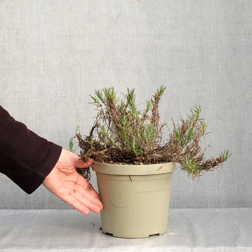 Exemplar von Conradina Little Rosie Topf mit 3L/4L wie im Winter geliefert