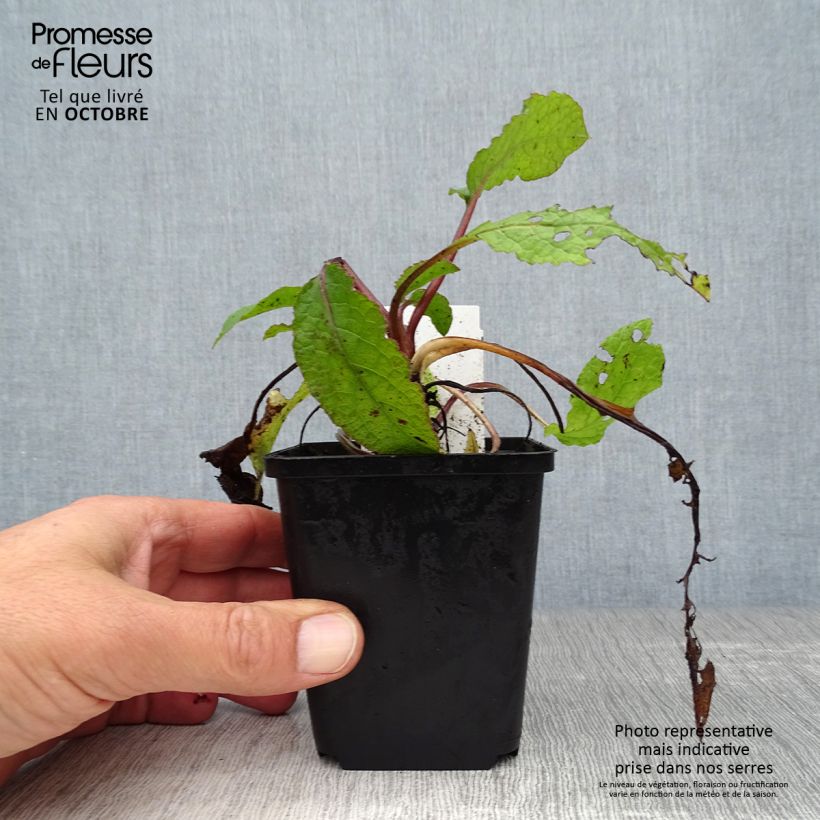 Exemplar von Kleiner Kaukasus-Beinwell - Symphytum grandiflorum Kleine Töpfe von 8/9 cm wie im Herbst geliefert