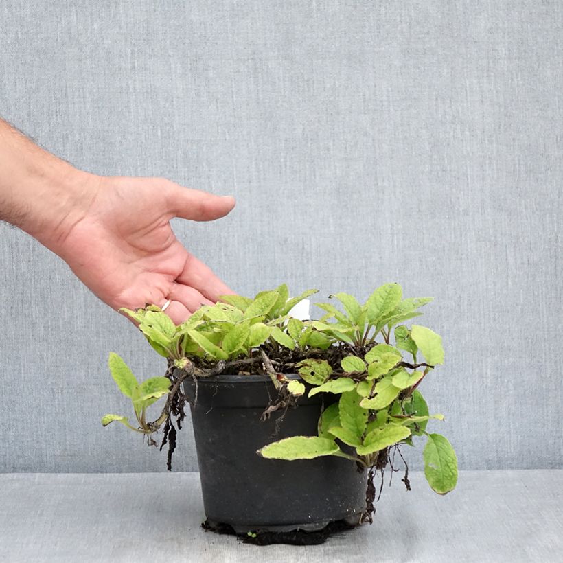 Exemplar von Kleiner Kaukasus-Beinwell - Symphytum grandiflorum Topf mit 2L/3L wie im Sommer geliefert