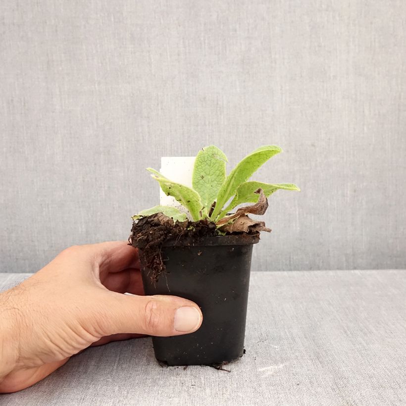 Exemplar von Symphytum azureum - Blauer Beinwell Kleine Töpfe von 8/9 cm wie im Herbst geliefert