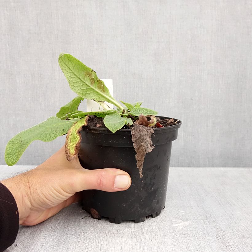 Exemplar von Symphytum azureum - Blauer Beinwell Topf mit 2L/3L wie im Herbst geliefert