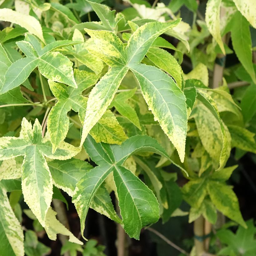 Liquidambar styraciflua Aurora - Amberbaum (Laub)