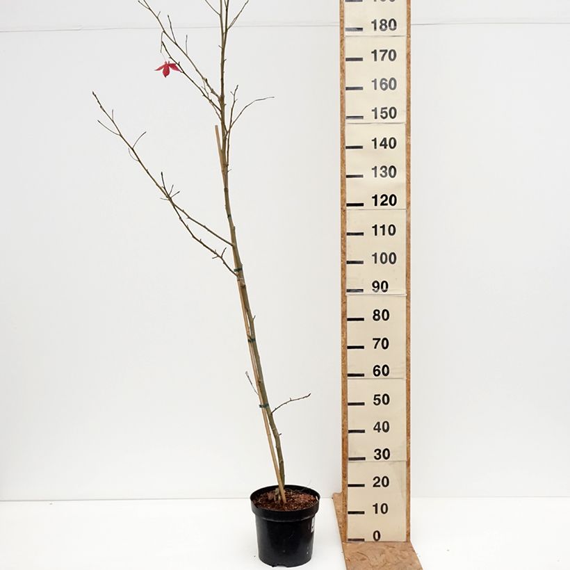 Exemplar von Liquidambar styraciflua Aurora - Amberbaum Topf mit 4L/5L wie im Herbst geliefert