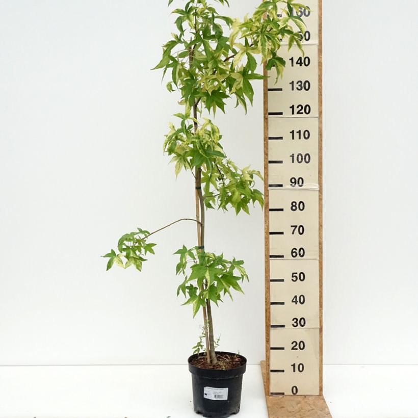 Exemplar von Liquidambar styraciflua Aurora - Amberbaum Topf mit 4L/5L wie im Sommer geliefert