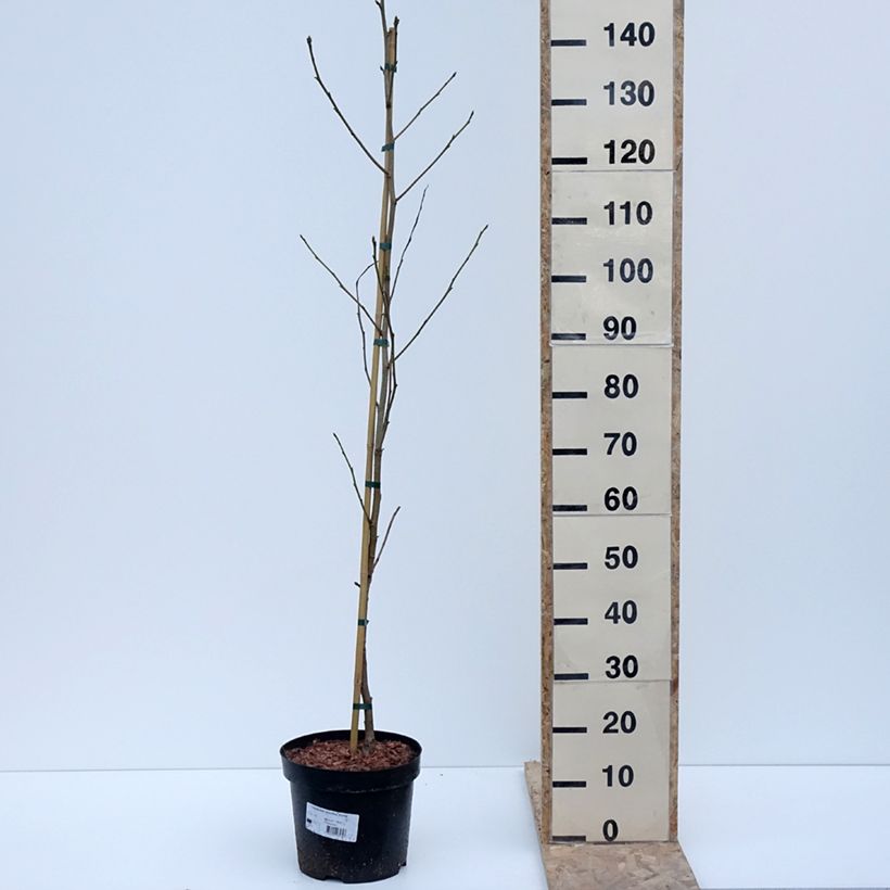 Exemplar von Liquidambar styraciflua Aurora - Amberbaum Topf mit 4L/5L wie im Winter geliefert
