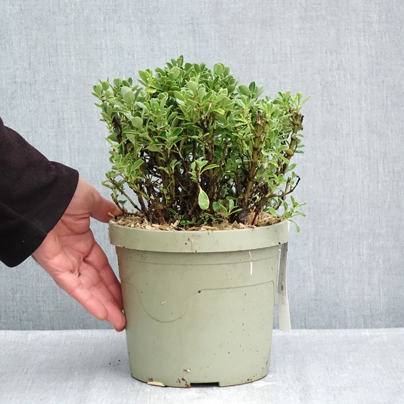 Exemplar von Coprosma Mini Mac Topf mit 3L/4L wie im Herbst geliefert