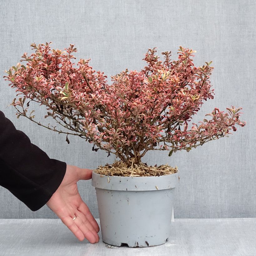 Exemplar von Coprosma Pacific Dawn Topf mit 2L/3L wie im Herbst geliefert